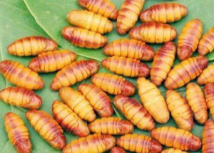 顯揚(yáng)科技亮相央視直播間